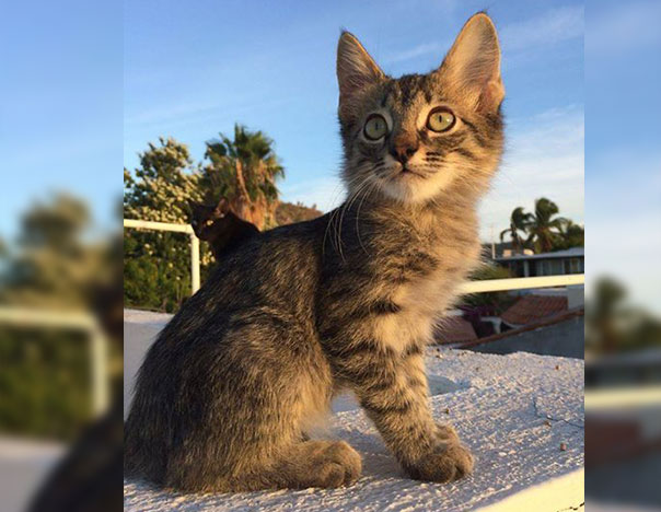 gato-newton - CULCO BCS